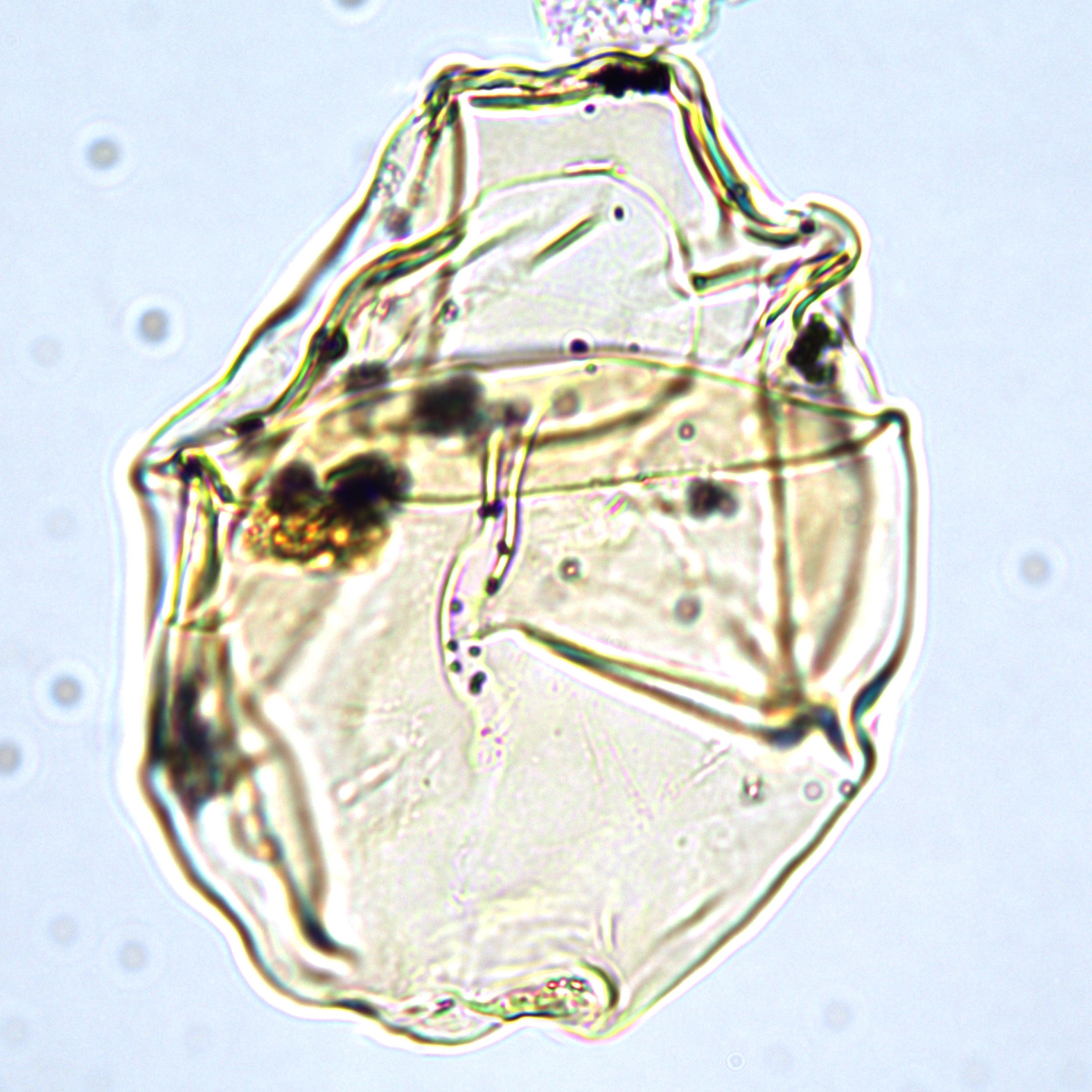 Eurydinium ellipticum, U1581-59R-CC, sl.1, P29-3.jpg